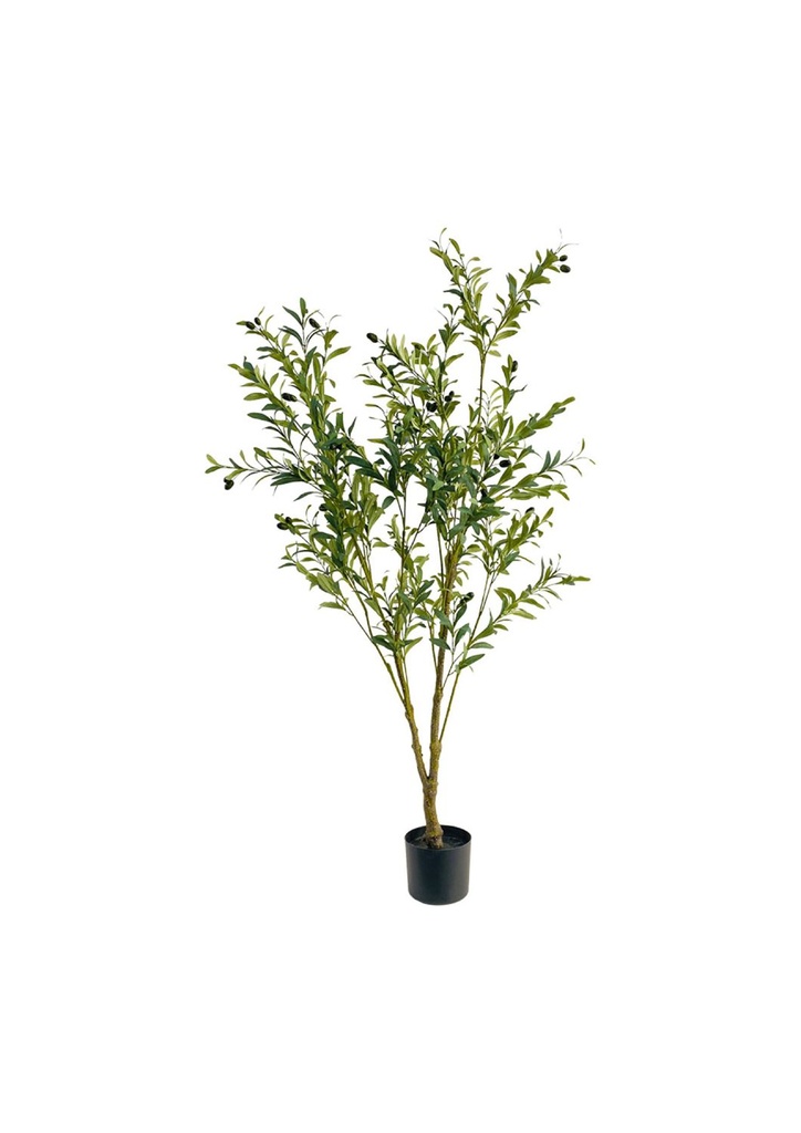 Planta de olivo 59"(150CM) - Plantas decorativas y ornamentales