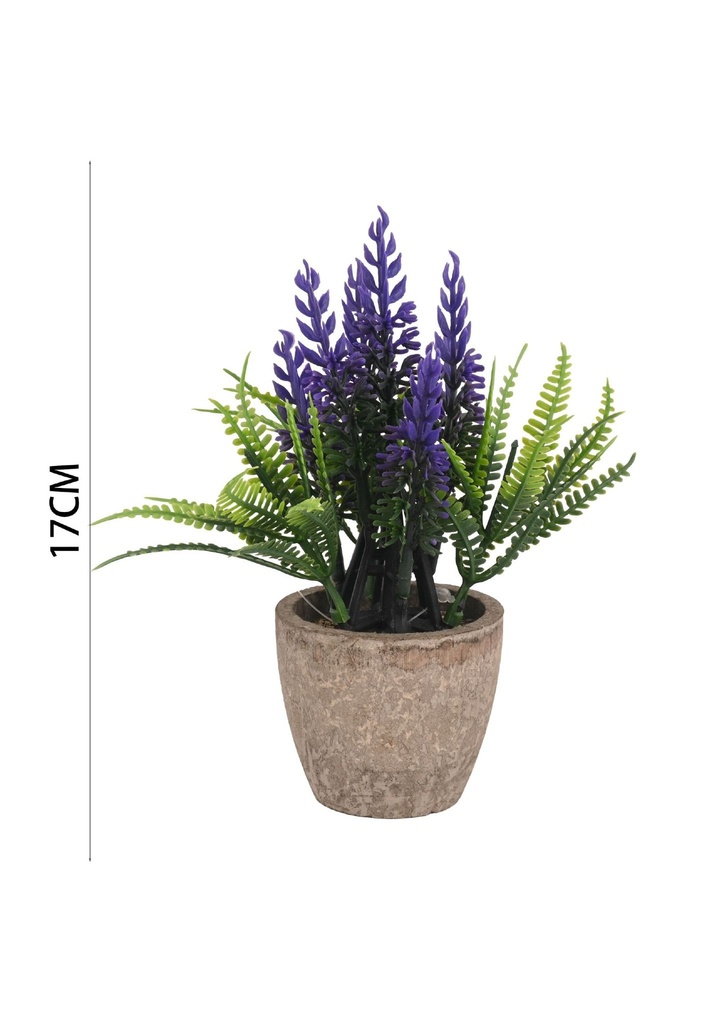 Rama de lavanda en maceta de 17 cm - Planta de interior decorativa