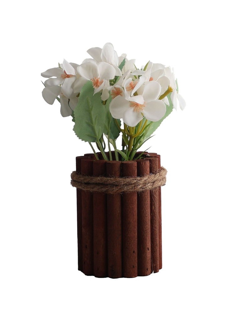 Planta en maceta pequeña - Bonsai para decoración