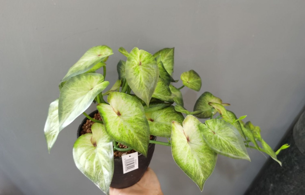 Bonsái artificial de potos colgante - Planta decorativa