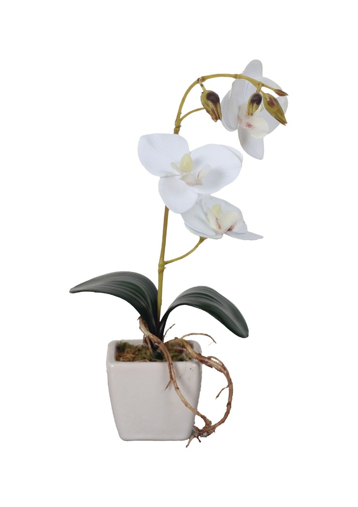 Mini orquídea en maceta decorativa