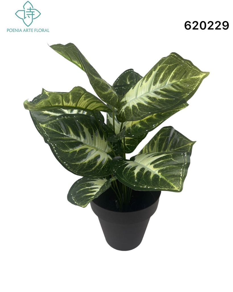 Planta de interior - Potho de 45 cm - Maceta de tamaño mediano