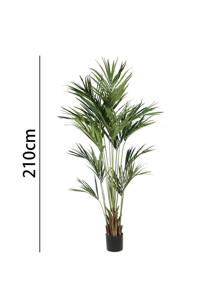 Palmera Kentia 210 cm con maceta - Plantas decorativas