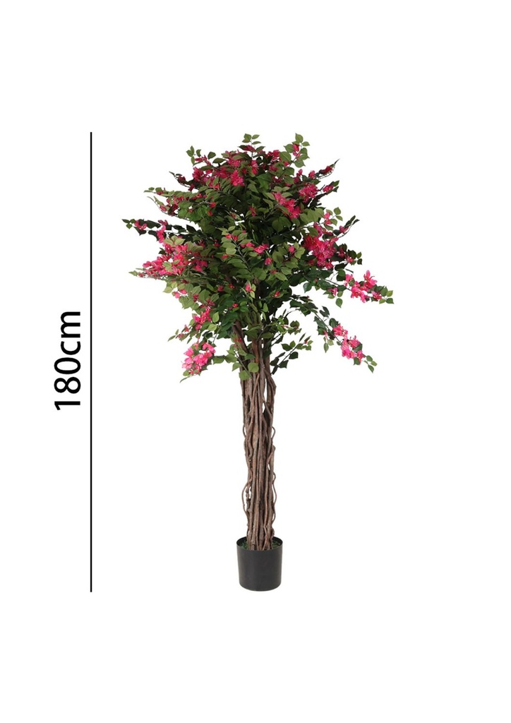 Bougainvillea 180 cm con maceta - Plantas decorativas