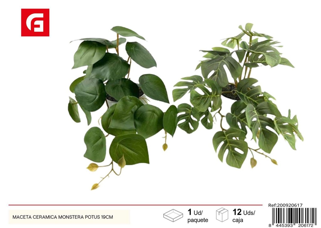 Maceta cerámica Monstera Potus de 19 cm - Macetas decorativas para plantas