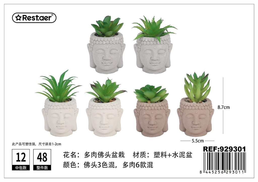Planta suculenta de cabeza de Buda 8.7 cm - Elementos decorativos y jardinería estética