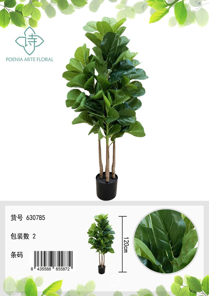 Ficus Lyrata X5W en maceta 120cm para decoración del hogar