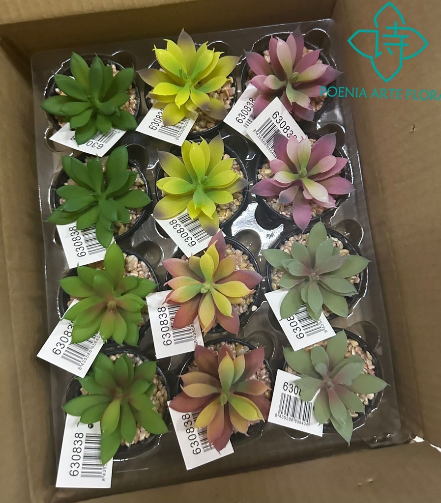 Planta suculenta en maceta - Decoración de interiores