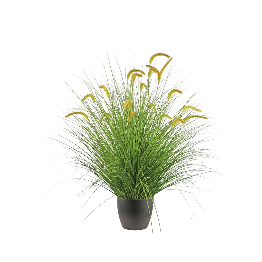 Planta de cola de zorro verde 120 cm - Decoración de interiores y jardines