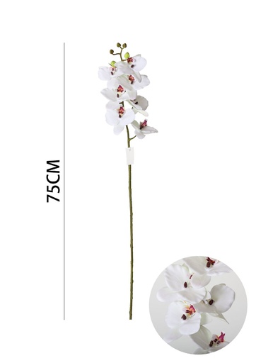 [630886-白红心] Orquídea Dendrobium tropical de 7 cabezas 75cm