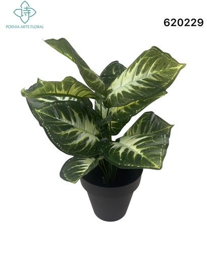 [620229万年青] Planta de interior - Potho de 45 cm - Maceta de tamaño mediano