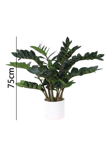 [631344] Zamioculcas con maceta 75 cm - Plantas decorativas