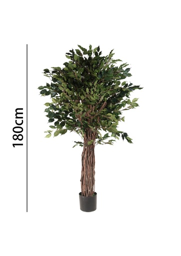 [631336] Ficus con maceta 180 cm - Plantas decorativas