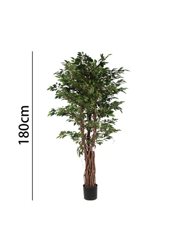[631362] Mini árbol de ficus 180 cm con maceta - Plantas decorativas