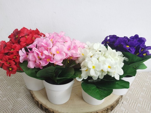 [6103031] Planta de colores mezclados en maceta - Decoración con plantas