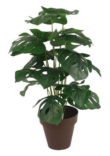 [620230龟背叶] Planta de interior 70 cm - Plantas decorativas