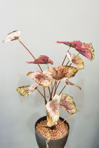 [630435] Planta artificial con hojas de Alocasia 12 ramificaciones para decoración del hogar
