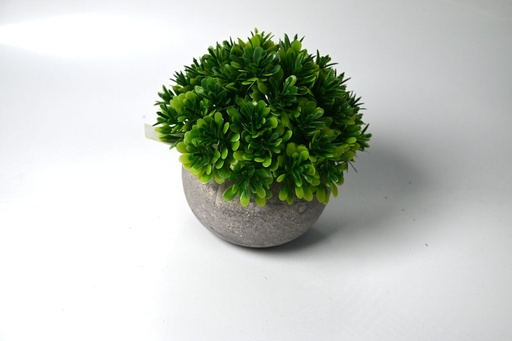 [635099] Planta en maceta pequeña - Planta decorativa