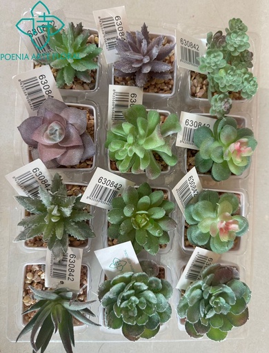 [630842] Planta suculenta en combinación - Flores artificiales