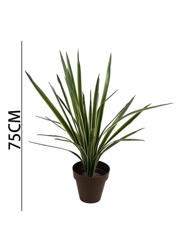 [630942] Planta de Aloe Vera 75 cm - Plantas Decorativas
