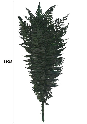 [8435588890064] Fern preservada